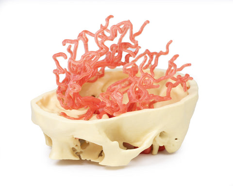 Anatomie tipărită 3D - Circulația arterială
