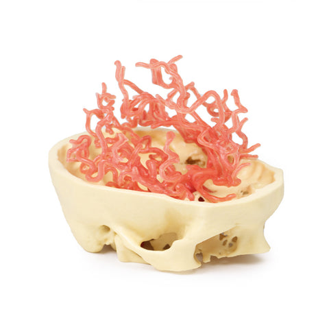 Anatomie tipărită 3D - Circulația arterială