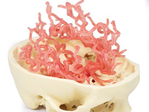 Anatomie tipărită 3D - Circulația arterială