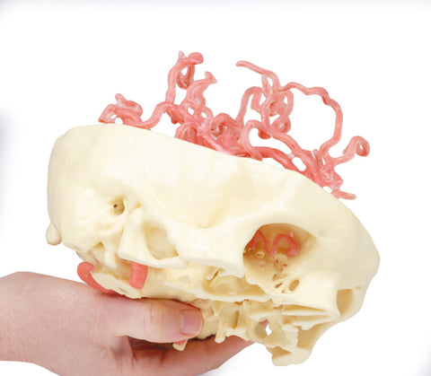 Anatomie tipărită 3D - Circulația arterială