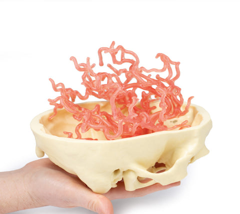 Anatomie tipărită 3D - Circulația arterială