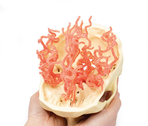 Anatomie tipărită 3D - Circulația arterială