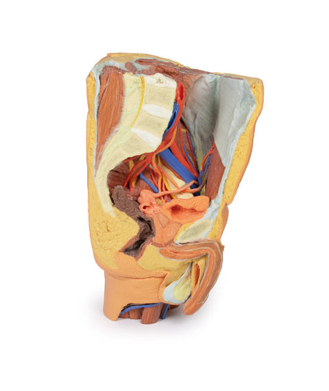 Pelvis stâng masculin și coapsă proximală