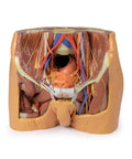 Pelvis masculin