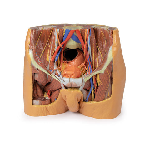 Pelvis masculin