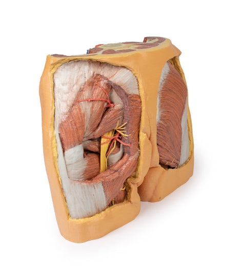 Pelvis masculin