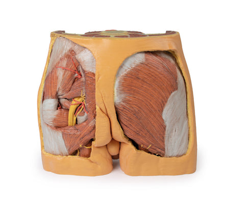 Pelvis masculin