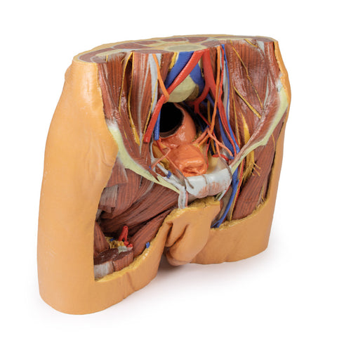 Pelvis masculin