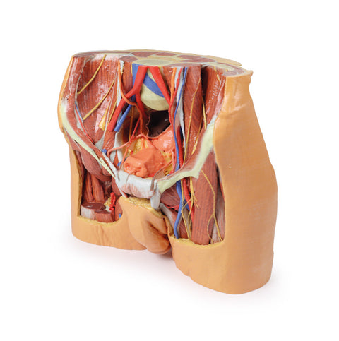 Pelvis masculin