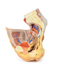 Pelvis drept feminin – structuri superficiale și profunde