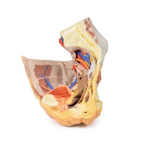 Pelvis drept feminin – structuri superficiale și profunde
