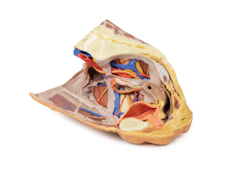 Pelvis drept feminin – structuri superficiale și profunde