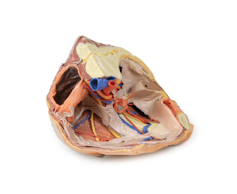 Pelvis drept feminin – structuri superficiale și profunde