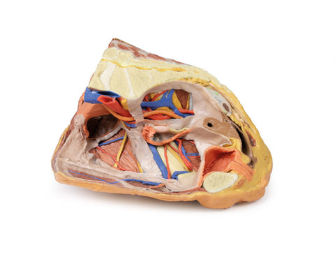 Pelvis drept feminin – structuri superficiale și profunde