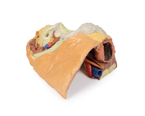 Pelvis drept feminin – structuri superficiale și profunde