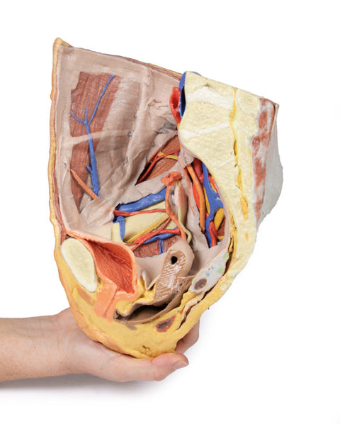 Pelvis drept feminin – structuri superficiale și profunde