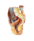 Pelvis drept feminin