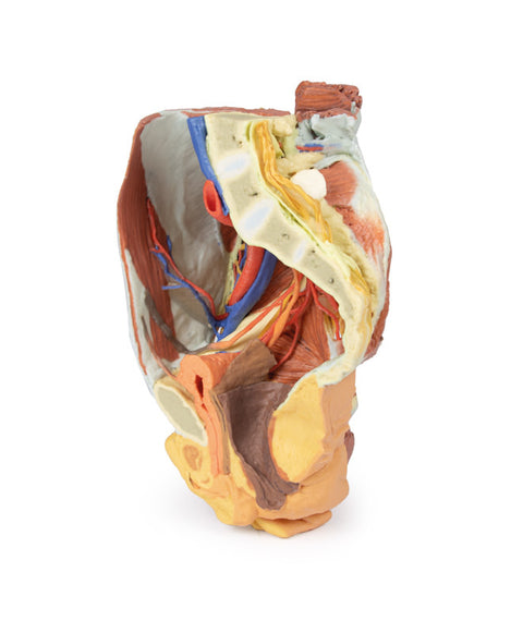Pelvis drept feminin