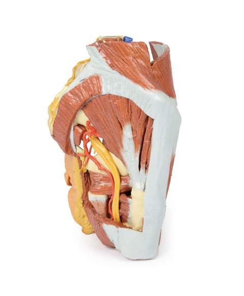 Pelvis drept feminin