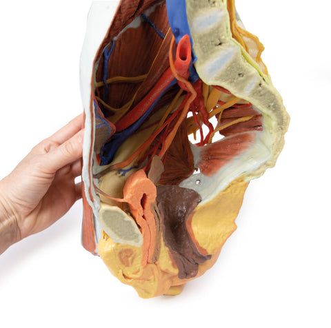 Pelvis drept feminin