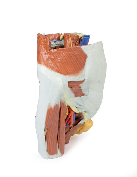 Pelvis drept feminin