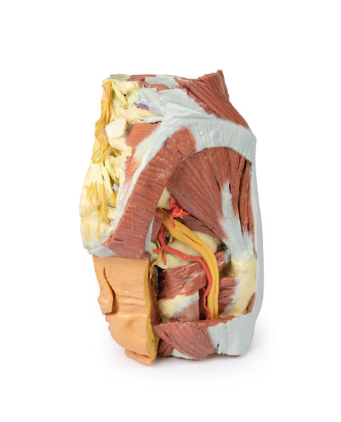 Pelvis drept feminin
