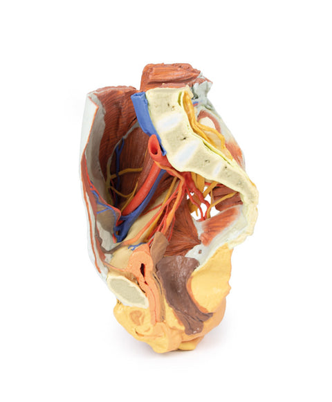 Pelvis drept feminin