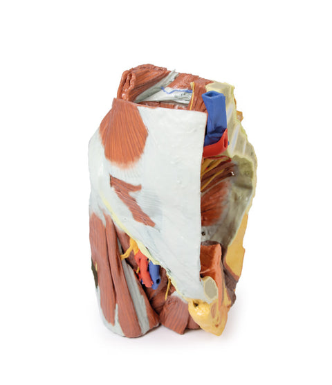 Pelvis drept feminin