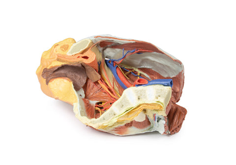 Pelvis drept feminin