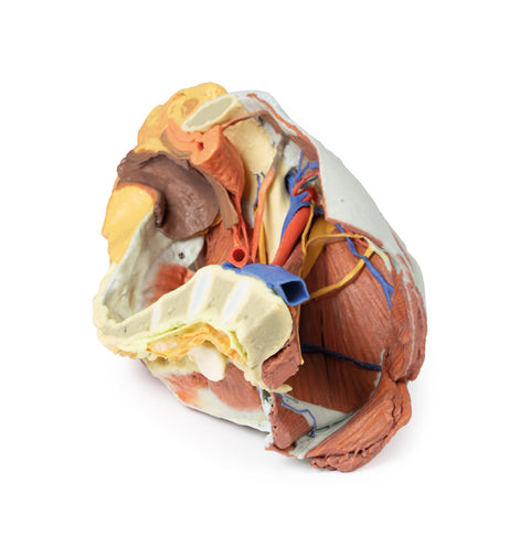 Pelvis drept feminin