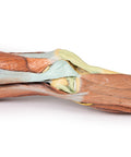 Musculatura membrului inferior