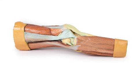 Musculatura membrului inferior