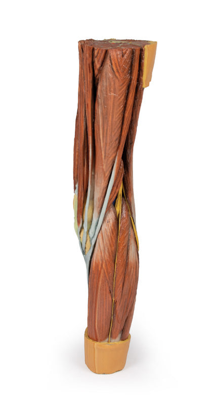 Musculatura membrului inferior