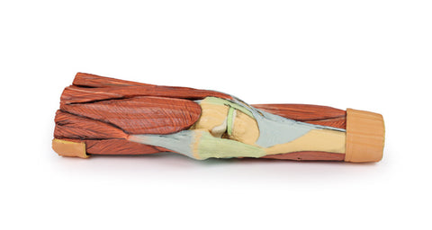 Musculatura membrului inferior