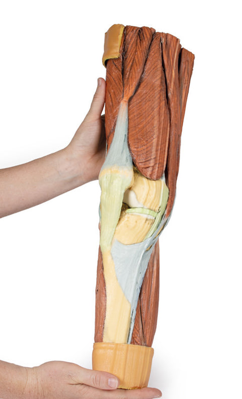 Musculatura membrului inferior