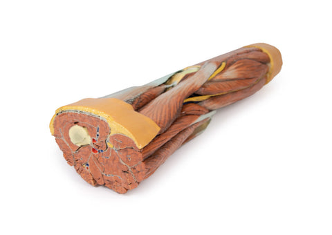 Musculatura membrului inferior