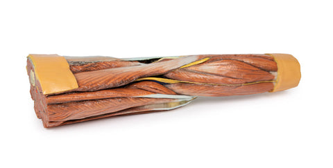 Musculatura membrului inferior