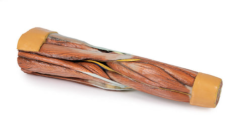 Musculatura membrului inferior