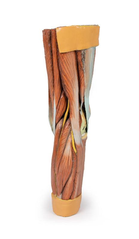 Musculatura membrului inferior