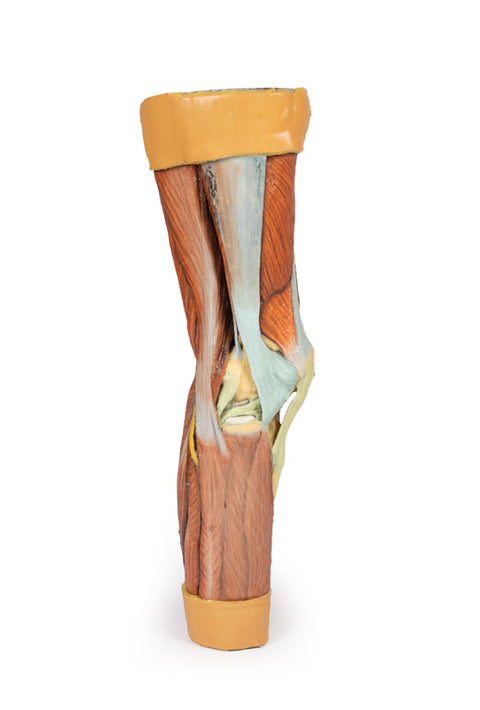Musculatura membrului inferior