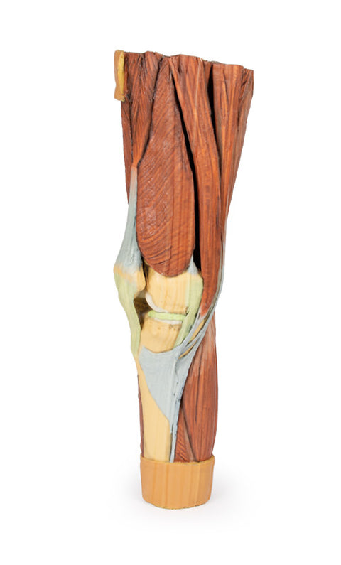 Musculatura membrului inferior