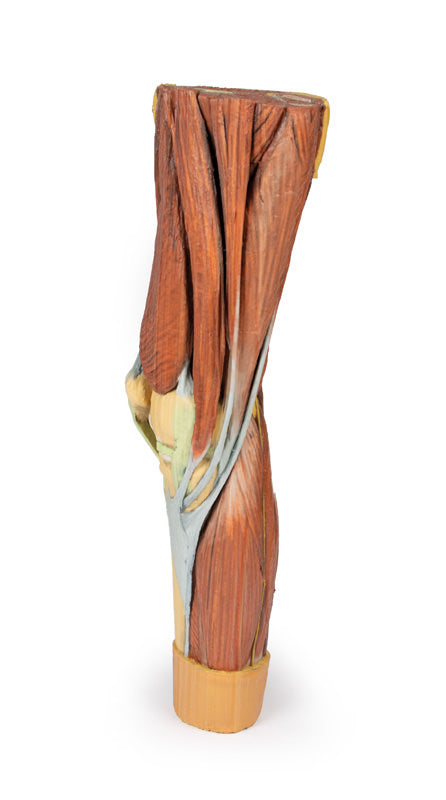 Musculatura membrului inferior