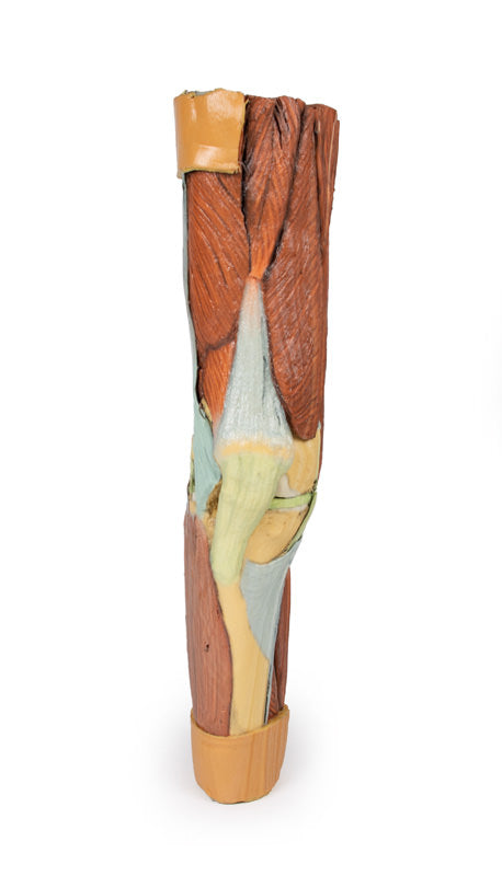 Musculatura membrului inferior