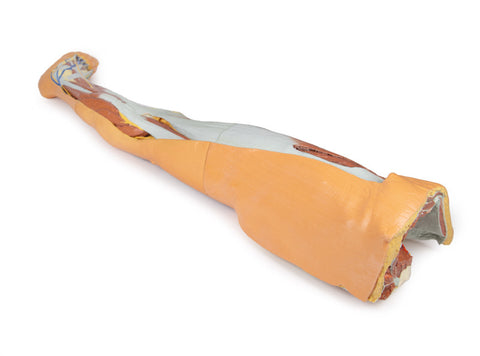 Membrul inferior – disecție superficială cu pelvis stâng masculin
