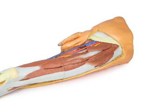 Membrul inferior – disecție superficială cu pelvis stâng masculin