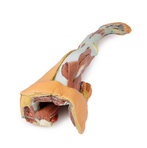 Membrul inferior – disecție superficială cu pelvis stâng masculin