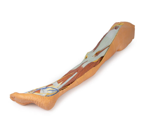 Membrul inferior – disecție superficială cu pelvis stâng masculin