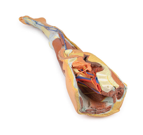 Membrul inferior – disecție superficială cu pelvis stâng masculin