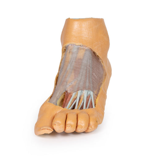 Picior - suprafața plantară și disecție superficială pe fața dorsală