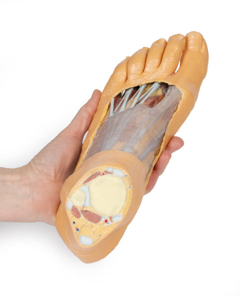 Picior - suprafața plantară și disecție superficială pe fața dorsală